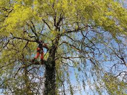 Tree Surgeons